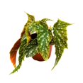 thumbnail image 4 of Harmony's Bird of Prey Angel Wing Hybrid Cane Begonia, 6 inch, Green with White Dots Silver Tip Gnarly Leaves, 4 of 4