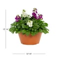 thumbnail image 3 of Expert Gardener 1.25gal Multicolor Stock Live Annual Plant Decorative Pot Sun, 3 of 6