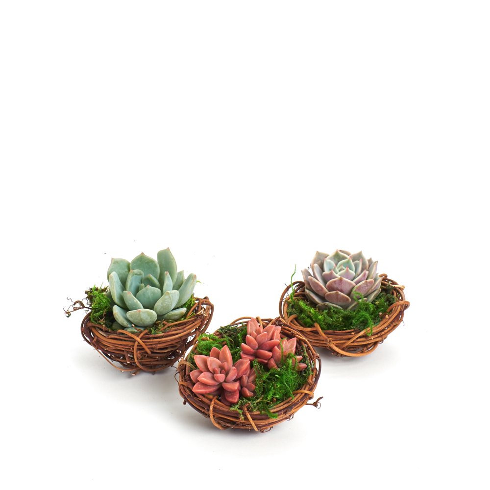 Spring Mini Bird Nest Succulent Planter Trio Spring Home Decor