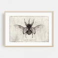 thumbnail image 2 of Eupatorus Gracilicornis - Drawing Vintage Black and White Nature Botanical Line Art Unframed Wall Art Print 5 x 7 inches, 2 of 7