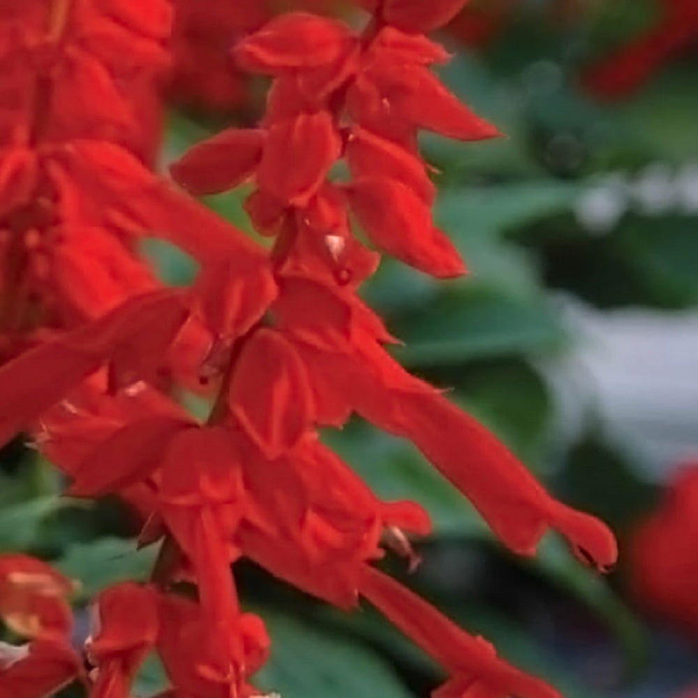 Southern Living Saucy Red Salvia Live Shrub in 2.5-Quart Grower Pot