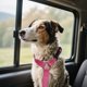 thumbnail image 3 of Correa Para Mascotas Para Coche Correa Para Perros Para Coche Correa Ajustable Para Mascotas Para Coche Correa, 3 of 4