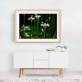 thumbnail image 5 of onion flowers in green garden - Carmel Valley California Photography Flowers Nature Floral Botanical Garden Scenic Woodland Oak Framed Wall Art Print 24 x 36 inches, 5 of 6