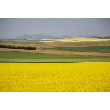 Flowering Canola Fields Mixed With Fields Of Green Wheat Rolling Hills And Mountains In The Distance Alberta Canada Canvas Art - Michael Interisano  Design Pics (19 x 12)