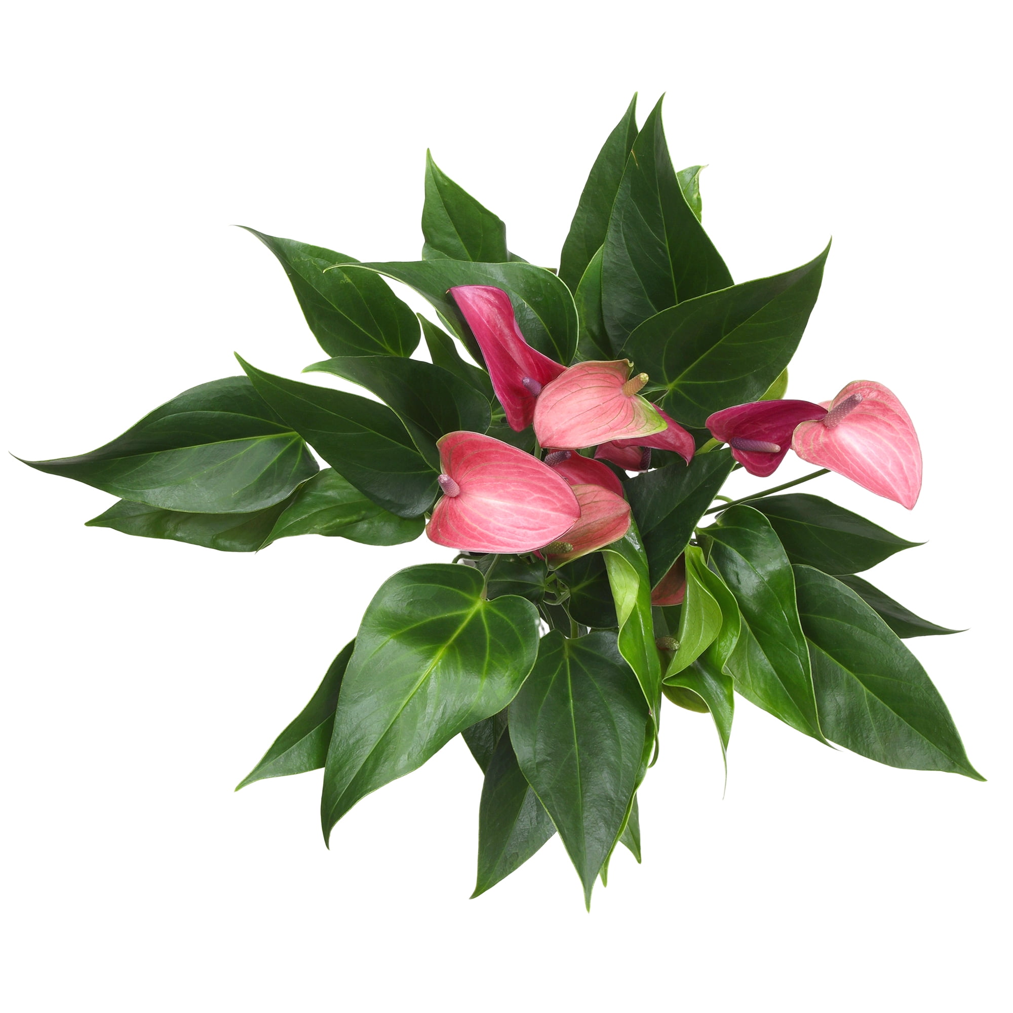 Altman Plants Purple Mix Anthurium Plant Gift, White Pot, 10-12" Tall Flamingo Flower Lily