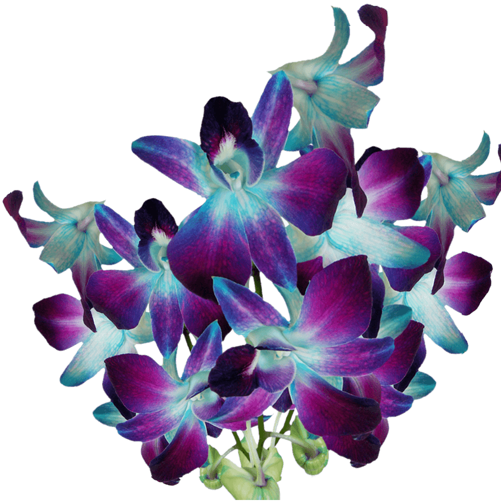 20 Blue Sonia Dyed Orchid Flowers Beautiful Fresh Cut Flowers Express Delivery Walmart Com Walmart Com