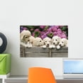 thumbnail image 1 of Labradoodle Pupies Wall Mural by Wallmonkeys Peel and Stick Graphic (18 in W x 12 in H) WM164112, 1 of 4