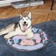 thumbnail image 5 of Almohadilla de Espolvimiento para Perros perfecl Puzzle de Forrajeo Interactivo Manta de Rompecabezas Azul Rosa Redondo, 5 of 8
