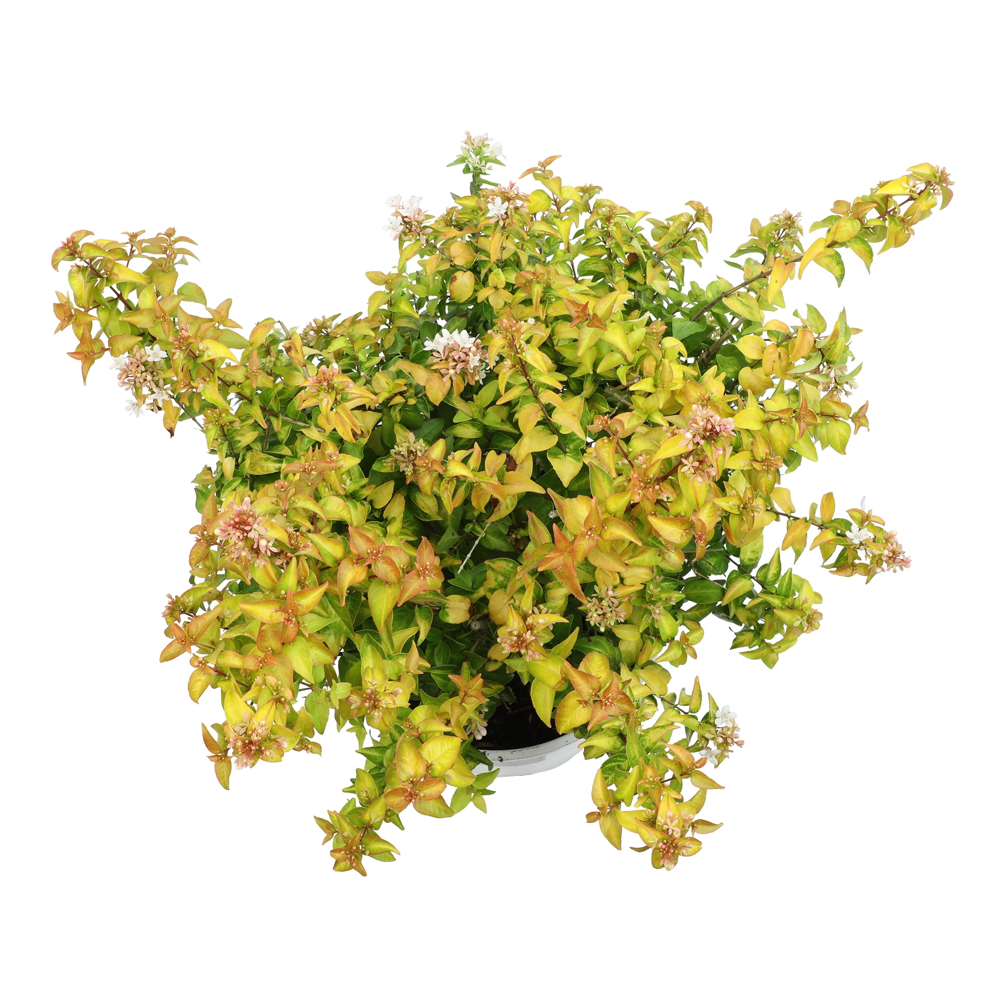Lone Star Growers Peach Perfection Abelia, Flowering Outdoor Plants & Shrubs, 2 Gal. Pot