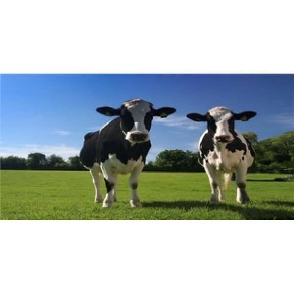 212 Main LPO825 Two Cows Photo License Plate