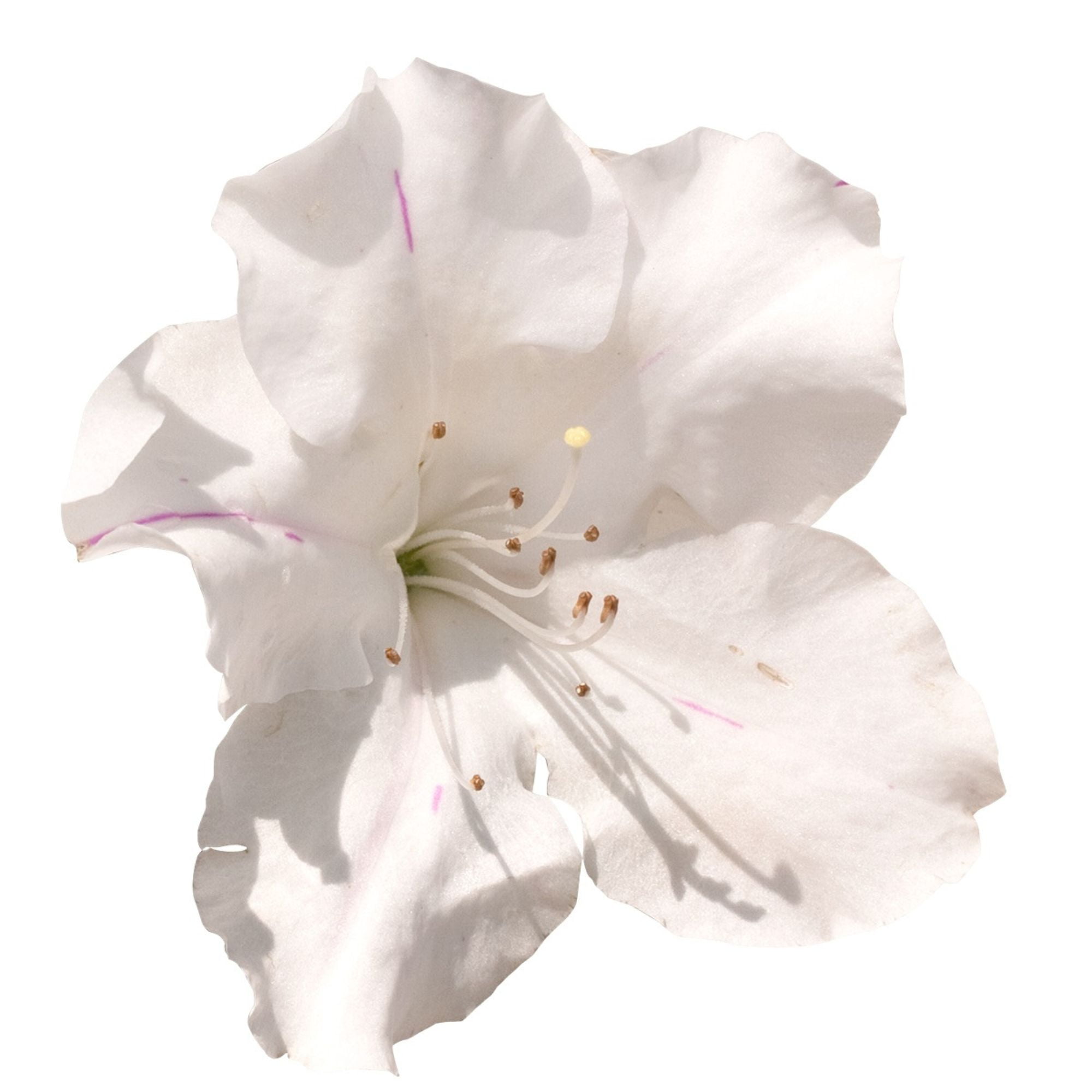 Encore Azalea Autumn Lily Live Shrub in 2-Gallon Grower Pot