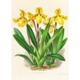 thumbnail image 2 of Jean Jules Linden 18x24 Black Ornate Framed Double Matted Museum Art Print Titled: Cypripedium Druryi (1885-1906), 2 of 5