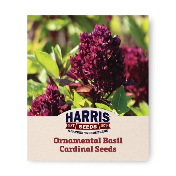 Harris Seeds - Ornamental Basil Cardinal Organic Seeds - 25 Seeds