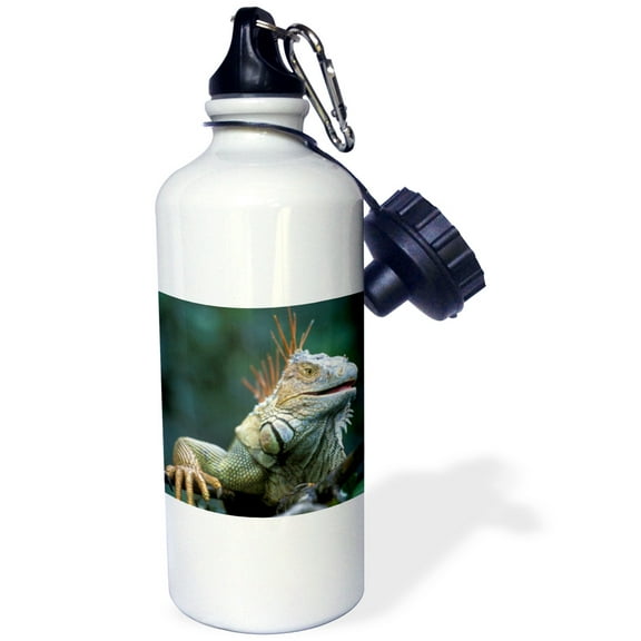 3dRose, Costa Rica, Muelle San Carlos, Iguana lizard - SA22 PSO0005 - Paul Souders, Flip Straw 21oz Water Bottle