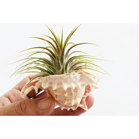 Murex Shell - Air Plant in Pink Murex Shell - Complete Set for Beach House Decor / Dorm Room