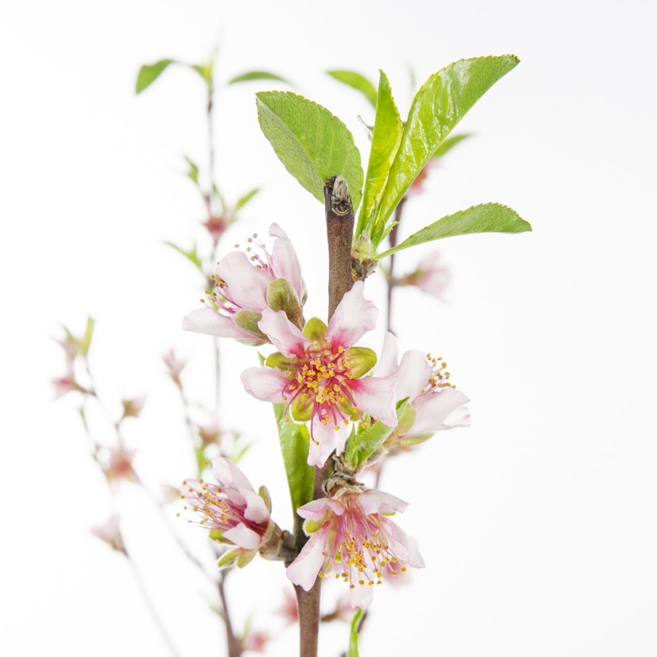 Expert Gardener 3.75gal Contender Peach Live Tree Plant Sun