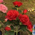 thumbnail image 5 of [Upgraded 6 Flowers] Solar Powered Decorative Rose Garden Stake Lights Waterproof Realistic Artificial Flowers for Outdoor Flower Bed Patio Yard Pathway Memorial Cemetery Grave Decorations 2pack Red, 5 of 15