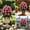 H, variant on Clearance Under $8.06! Artificial Rose Memorial Flower for Cemetery Decoration and Remembrance