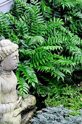 Japanese Holly Fern - 10 Live Plants - Cyrtomium Falcatum Rochfordianum