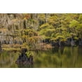 thumbnail image 2 of Jones, Adam 14x11 Black Ornate Wood Framed with Double Matting Museum Art Print Titled - Bald Cypress tree draped in Spanish moss with fall colors Caddo Lake State Park-Uncertain-Texas, 2 of 4