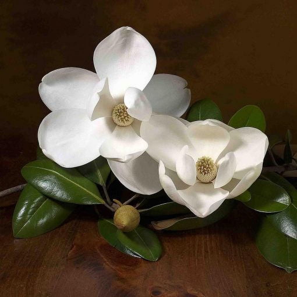 Magnolia Orchid Magnolia Ultra Hydrating Toner