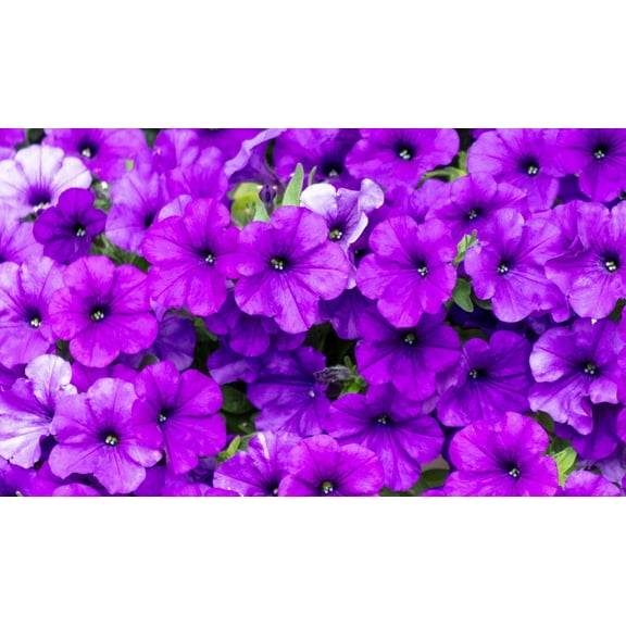 100 PURPLE PETUNIA Hybrida Pollinator Garden Container Flower Seeds