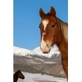 thumbnail image 2 of Hopkins, Cindy Miller 11x14 Black Ornate Wood Framed with Double Matting Museum Art Print Titled - USA-Colorado-Westcliffe Sorrel horse with Rocky Mountains in the distance, 2 of 4