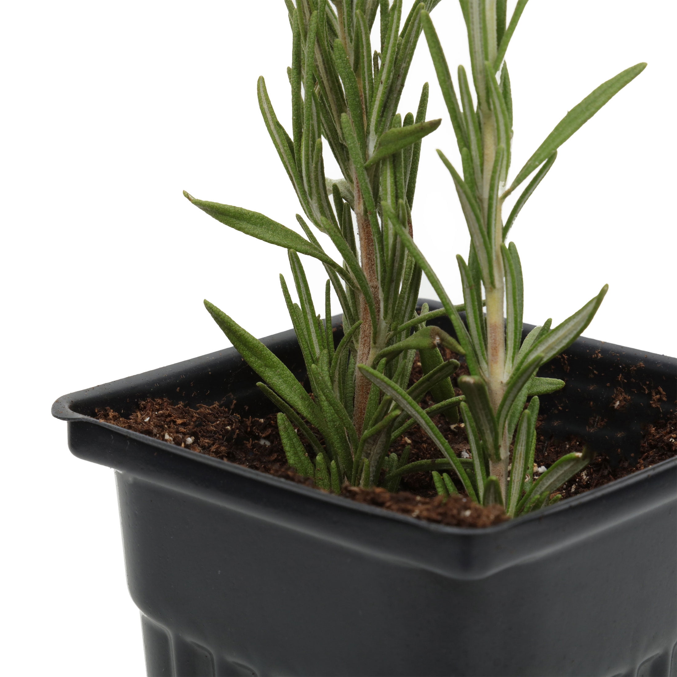 Fresh Potted Rosemary, 1 Each