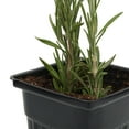 thumbnail image 2 of Fresh Potted Rosemary, 1 Each, 2 of 3