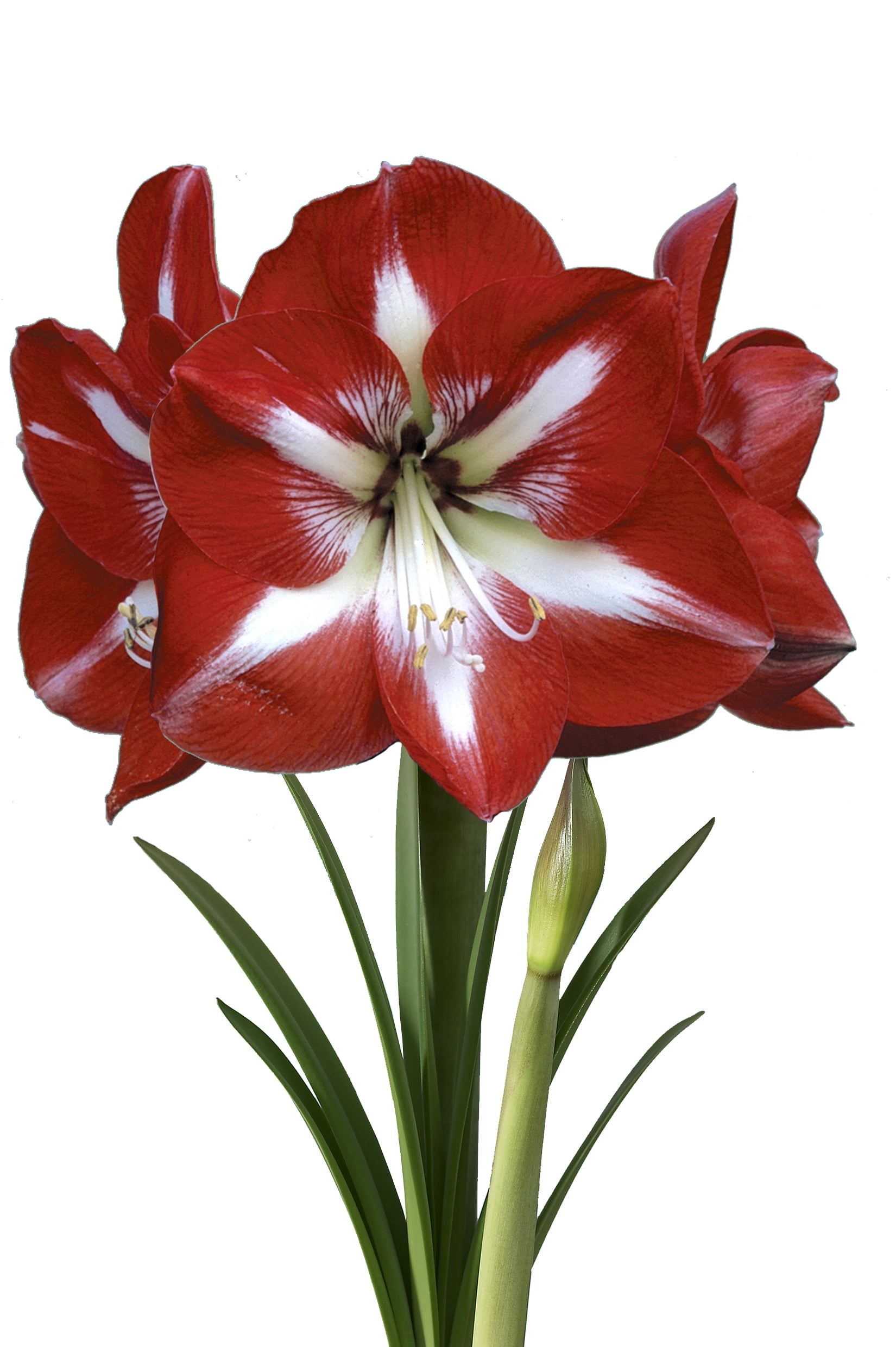 EuroBlooms Amaryllis Stargazer Live Plant in 6 Inch Silver Pot, Red and White Blooms