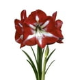 thumbnail image 4 of EuroBlooms Amaryllis Stargazer Live Plant in 6-inch Red Decorative Pot, 4 of 6