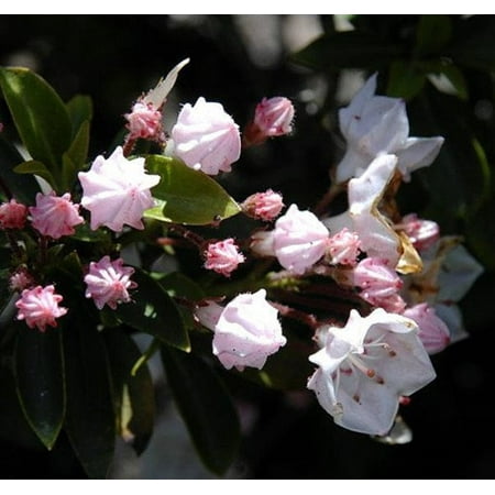 Laurel Tree - Elf Dwarf Mountain Laurel - Kalmia - Very Hardy - 2.5
