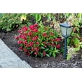 thumbnail image 5 of 2 gal. Crimson Kisses Weigela Live Shrub, Red Flowers, 5 of 10