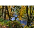 thumbnail image 2 of Haney, Chuck 18x13 White Modern Wood Framed Museum Art Print Titled - Colorful autumn maples along Humbug Creek in Clatsop County-Oregon-USA, 2 of 4