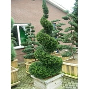 30 English Yew Tree Seeds - Taxus baccata - Evergreen Tree with Bright Red Fruits