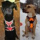 thumbnail image 2 of True Dog Harness S Lar Durable Pet Harness Dog Running Safety Lift Wal Harness For Dog Travel, 2 of 5