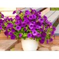 thumbnail image 6 of 6000 Petunia Seeds, Best Hybrid Mixed Rainbow Color Bonsai Hanging Basket Fresh Garden Seeds Heirloom -- PeavyTailor, 6 of 10
