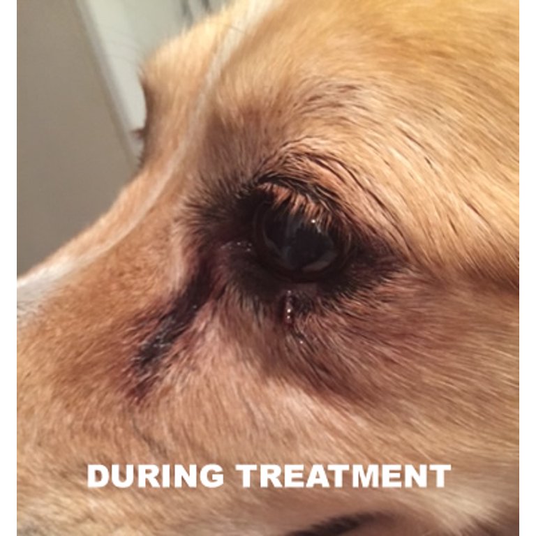 All Natural Dog Wart Remover 1 Oz Good Karma Naturals 100 Natural Painless Dog Warts Removal Treatment Skin Tag Wart Remover For Dogs 30ml Walmart Com