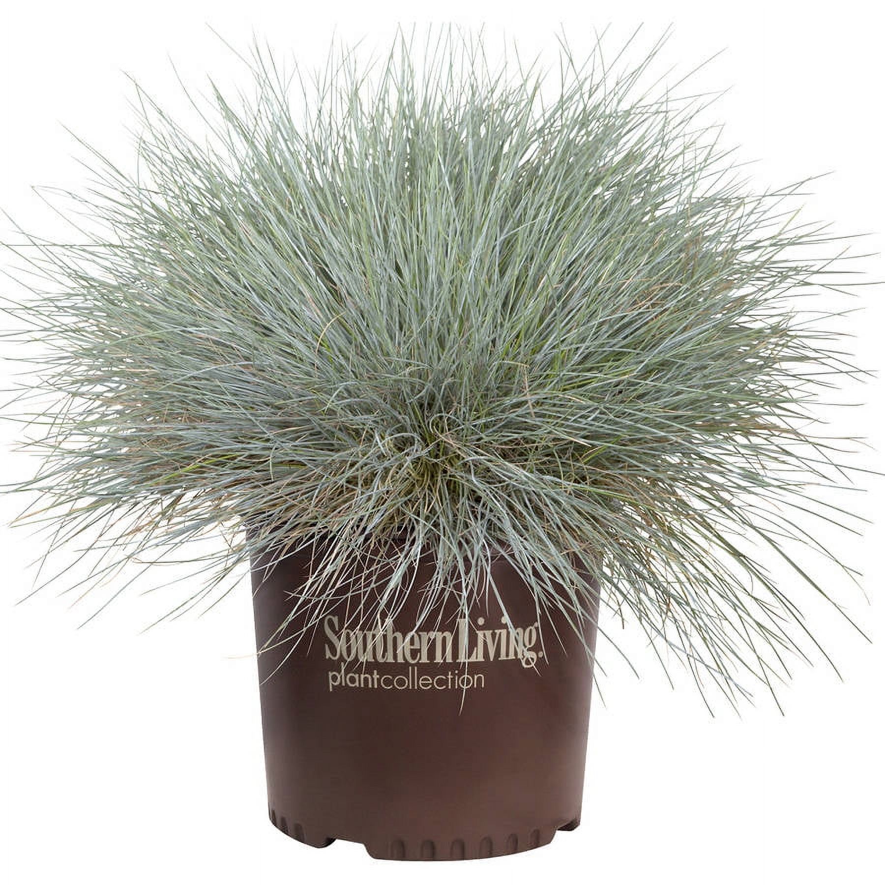 Beyond Blue Festuca (2.5 Quart) Ornamental Perennial Fescue Grass with Powder Blue Foliage - Full Sun Live Outdoor Plant - Southern Living Plant Collection - image 3 of 5