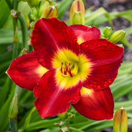 Passion for Red Flowering Reblooming Daylily Hemerocallis Dormant Bare Root Perennial Starter Plant Roots, 3 Plants per Offer