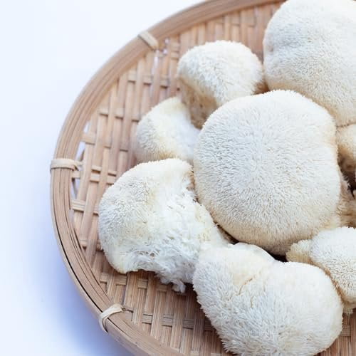 Jovvily Lion's Mane Mushroom Extract, 1 lb, Hericium Erinaceus Extract, Herbal Supplement, Always Pure