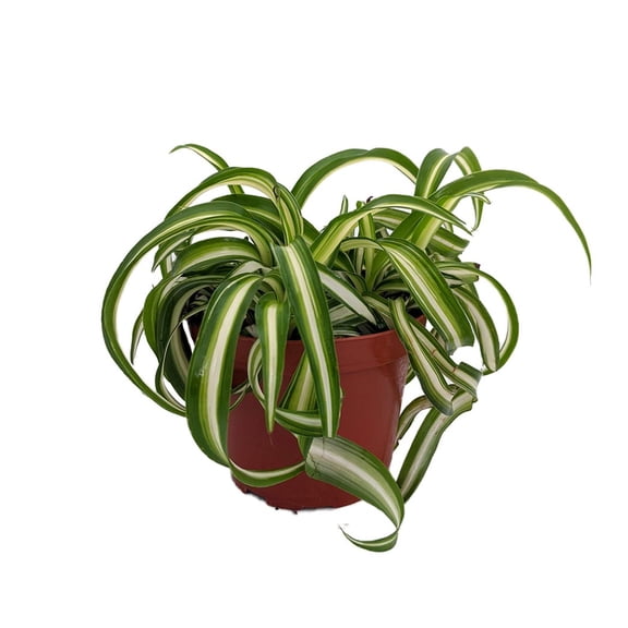 Bonnie Curly Spider Plant - Easy Clean Air Plant - 3.75" Pot