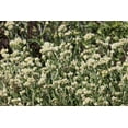 thumbnail image 2 of Seedville 100 Sweet Everlasting Flower Seeds, 2 of 10