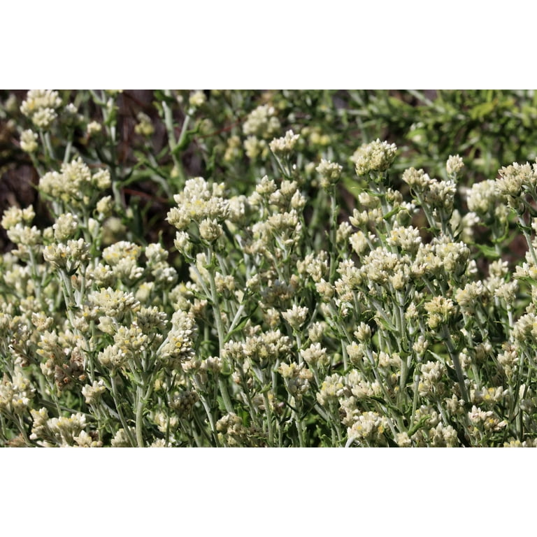 native american wild tobacco plant Nicotiana quadrivalvis-Indian tobacco native american wild tobacco plant Nicotiana quadrivalvis-Indian tobacco