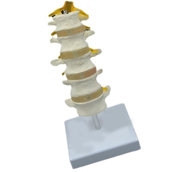 Human Lumbar Spine Anatomy Model Five Segment Lumbar Spine Model for Teaching