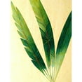thumbnail image 1 of Modern Fan Palm Tree Leaf Detail Study Illustration Large Wall Art Poster Print Thick Paper 18X24 Inch, 1 of 4
