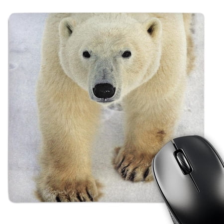 3dRose  Polar Bear Close-up  MousePad price history on PriceWatchPro