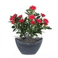 thumbnail image 1 of Vickerman 13.5" Rouge Mini Diamant Rosier dans un Récipient Ovale en Plastique Dur, 1 of 1