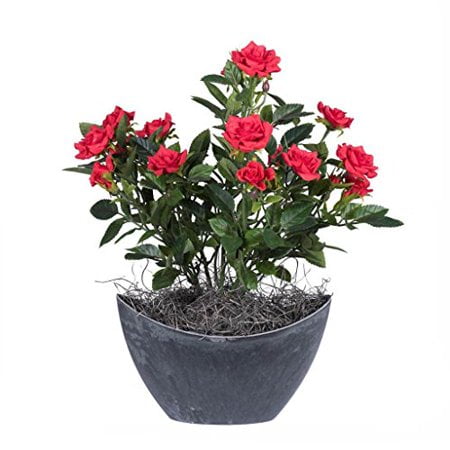 Vickerman 13.5" Rouge Mini Diamant Rosier dans un Récipient Ovale en Plastique Dur