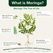 Healblend Moringa Oleifera Leaf Capsules - Natural Energy Booster & Immune Support - Promotes Gut Health, Skin Clarity & Mood Balance – 60 Vegan Capsules (3 Pack)